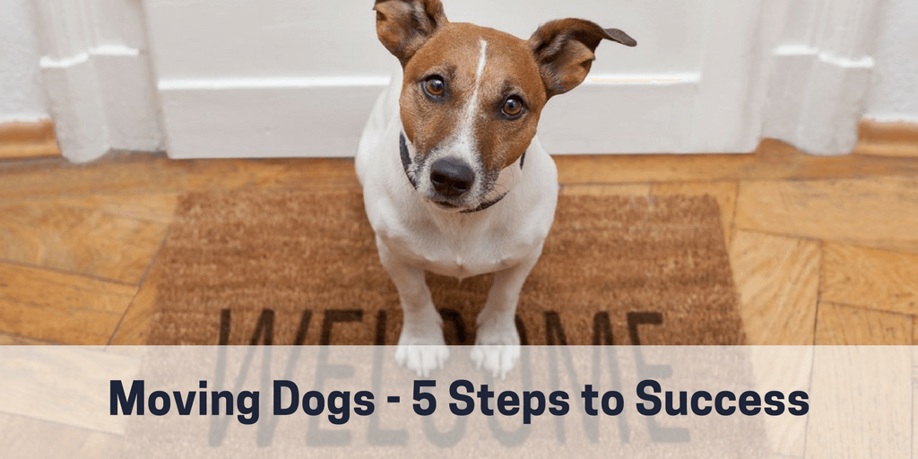Moving Dogs 5 Steps to Success South West Removals & Storage